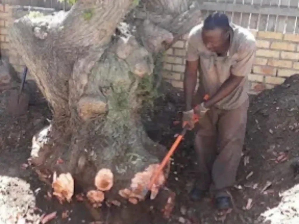 Worker digging out a large tree stump with a pick
