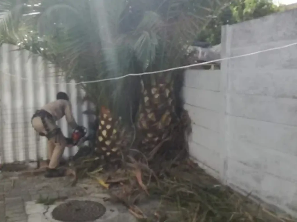 Worker cutting a palm at its base beside a boundary wall