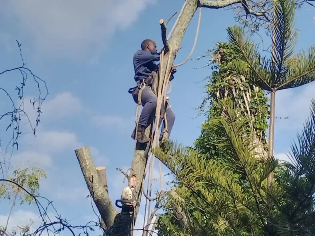 Climber roped to a tree trunk during felling