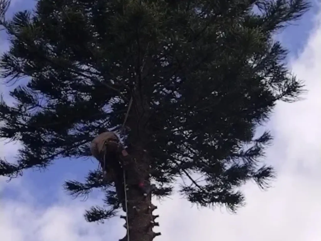 Climber high in a Norfolk pine before felling