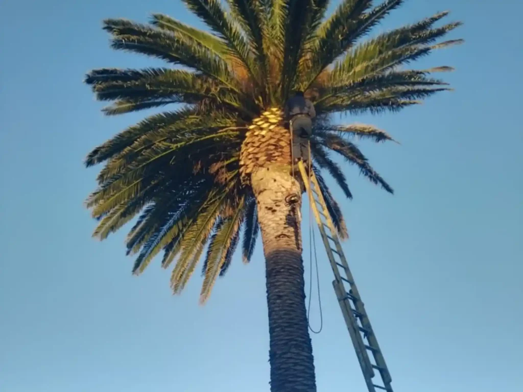 Tall palm tree with a ladder against the trunk during trimming