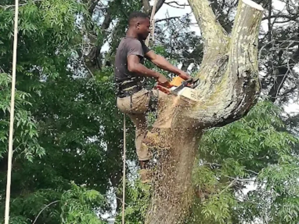 Climber roped in, cutting a trunk section with a chainsaw