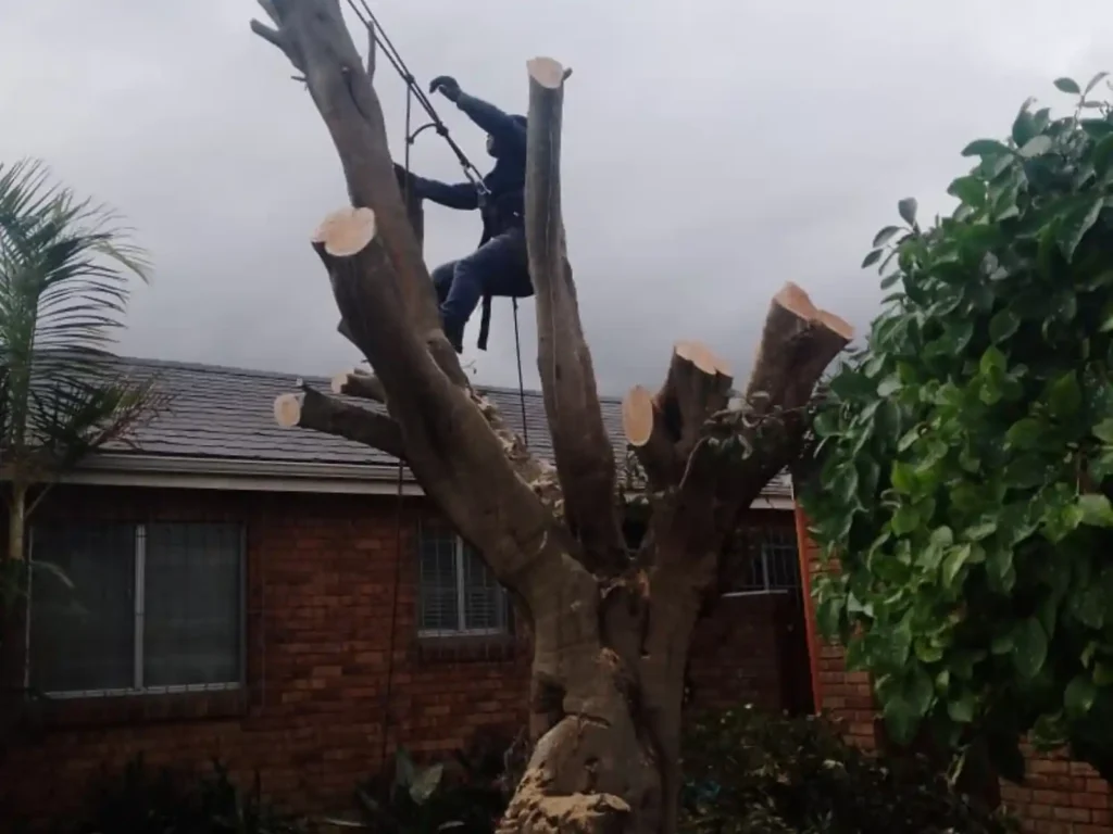 Climber on a tree cut back to its main limbs beside a brick house