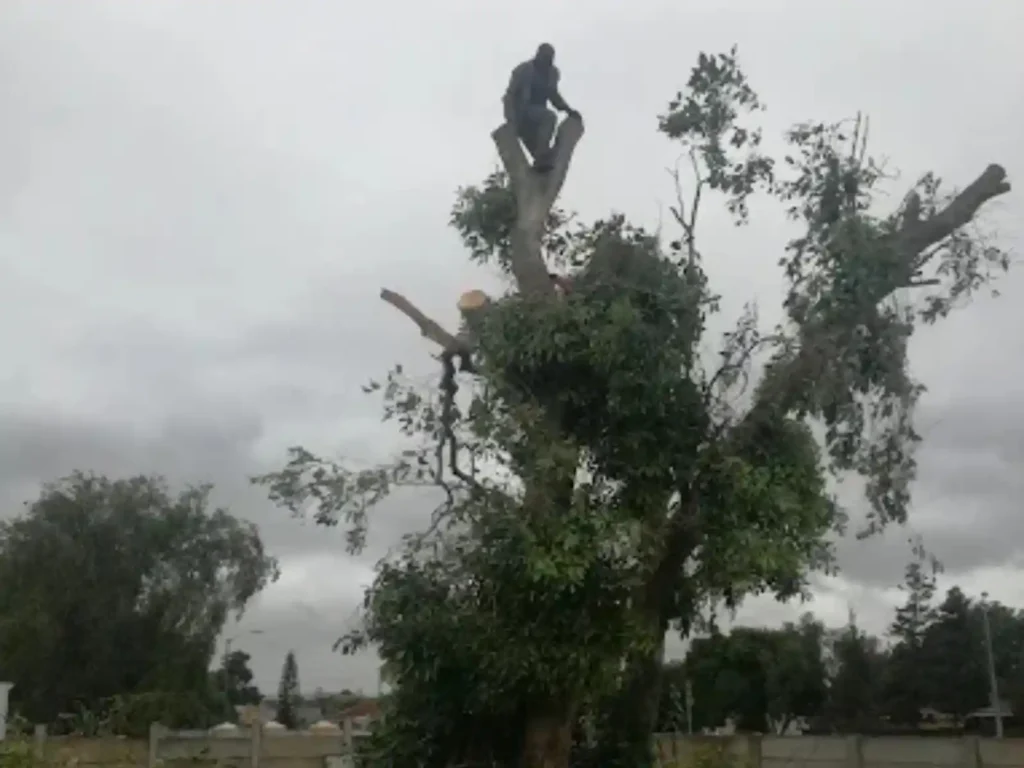 Climber at the top of a large tree that has been cut back