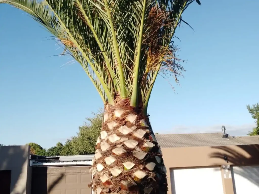 Palm tree with its lower fronds trimmed back