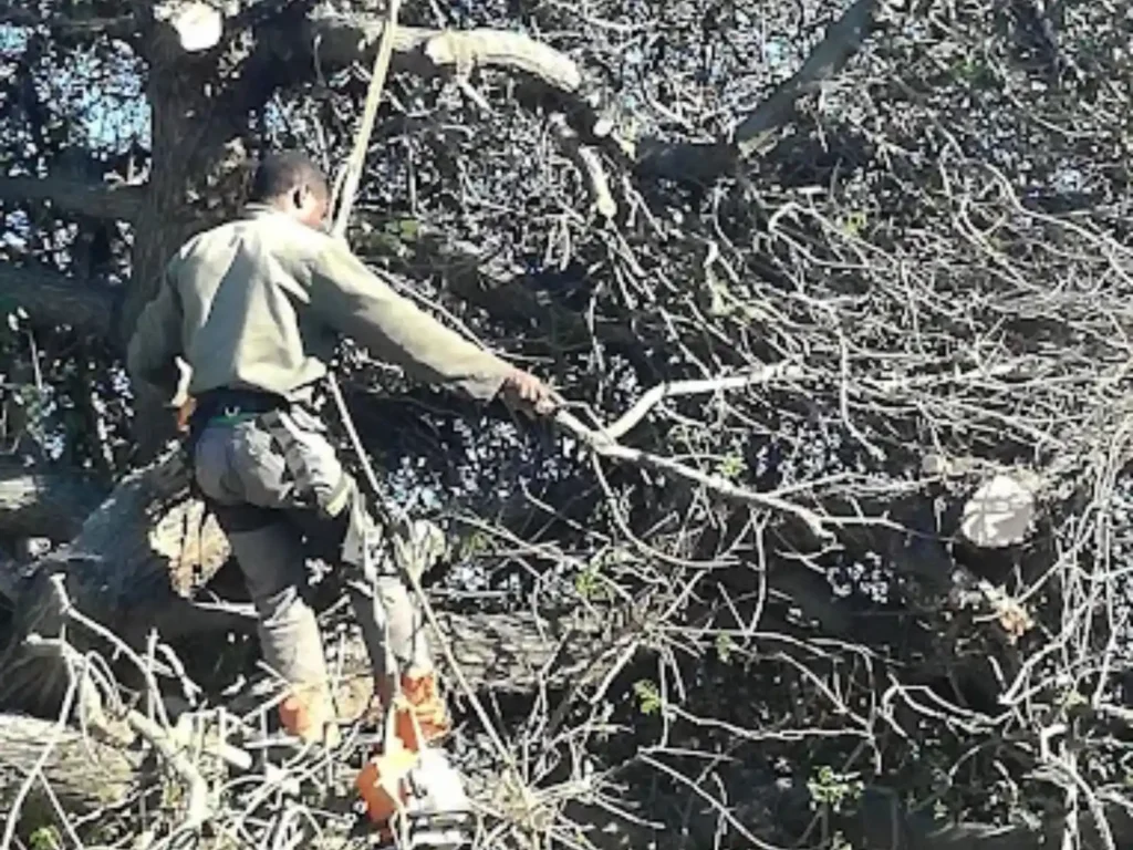 Worker clearing a pile of cut branches on site