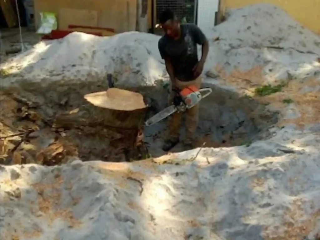 Worker with a chainsaw cutting a tree stump in an excavated pit