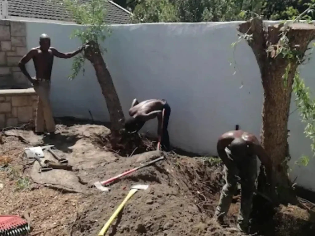 Workers removing trees and roots along a boundary wall