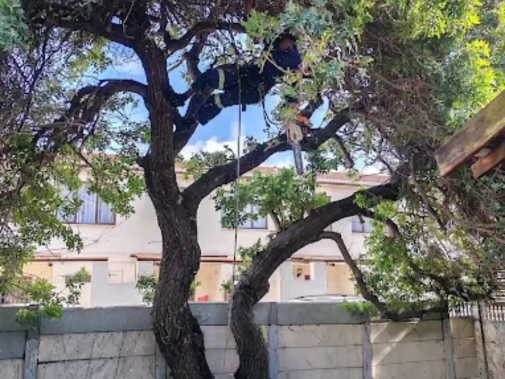 Climber removing branches from a tree next to a building