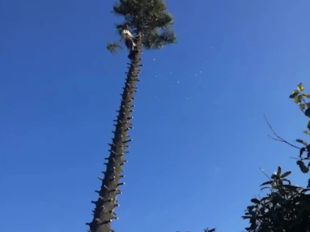 Tall Norfolk pine stripped of its lower branches during felling