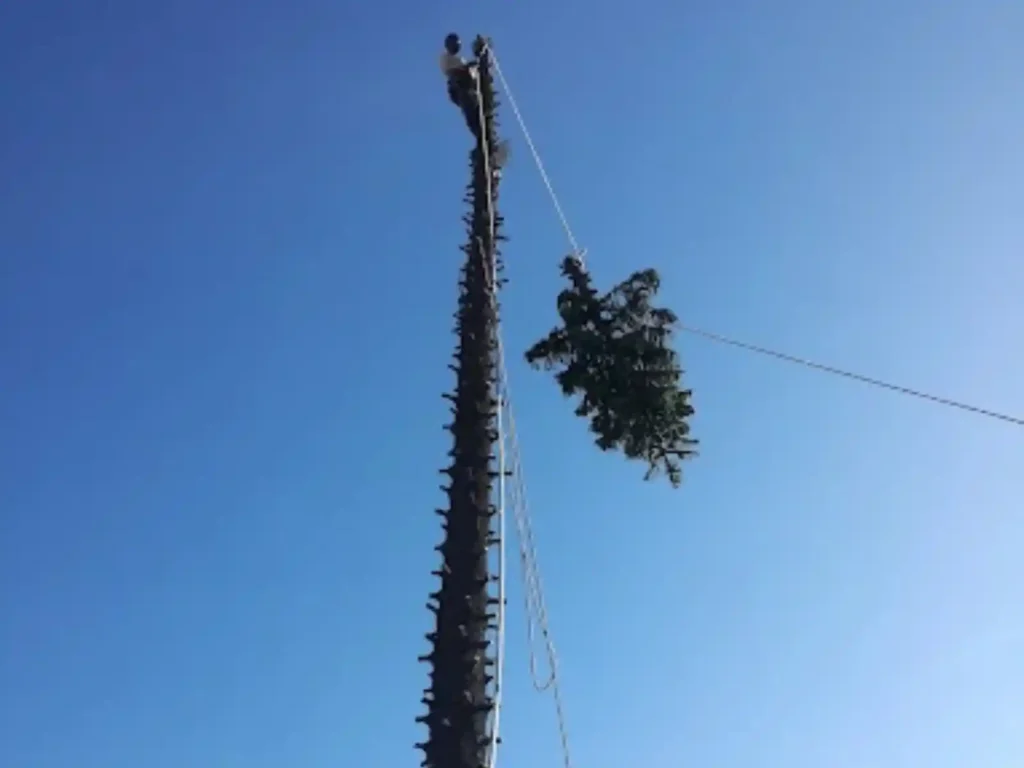 Branch section lowered on a rope from a tall Norfolk pine