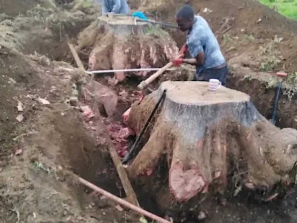 Two large tree stumps dug out with their roots exposed