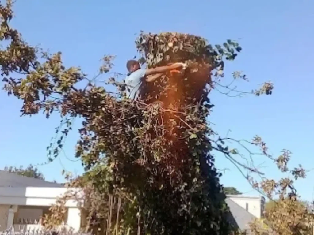 Tree feller cutting an ivy-covered tree with a chainsaw