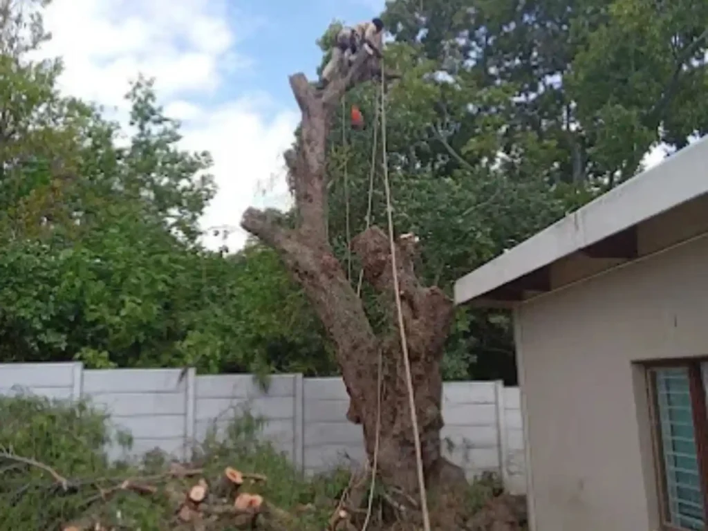 Climber dismantling a tree beside a house with ropes
