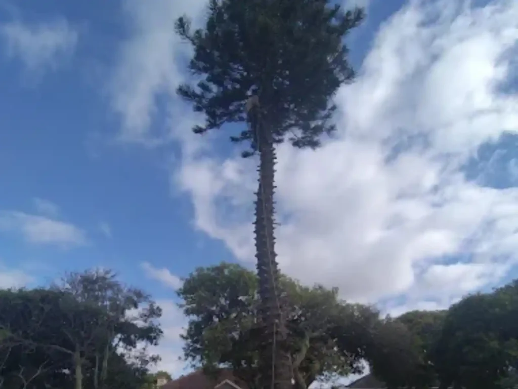 Tall Norfolk pine in a garden before felling