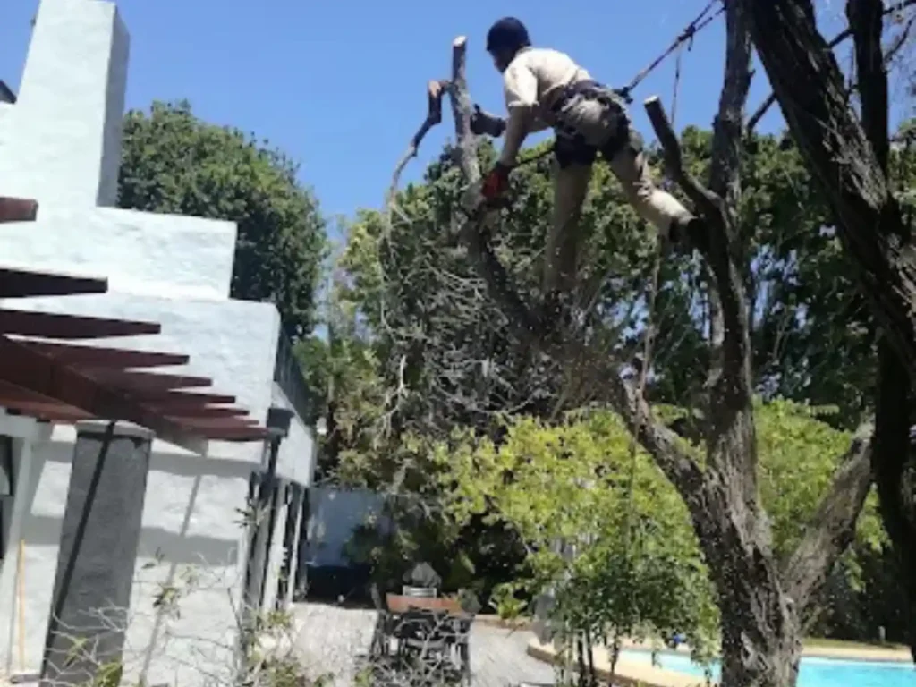 Climber cutting branches from a tree above a swimming pool