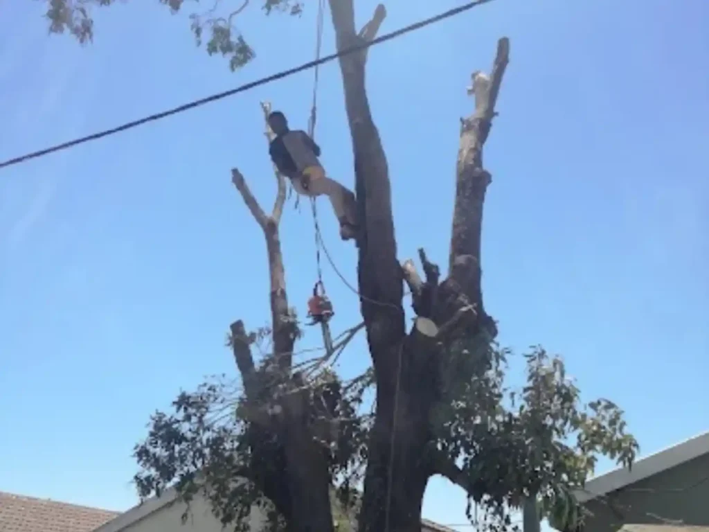 Climber removing branches from a tree next to overhead power lines