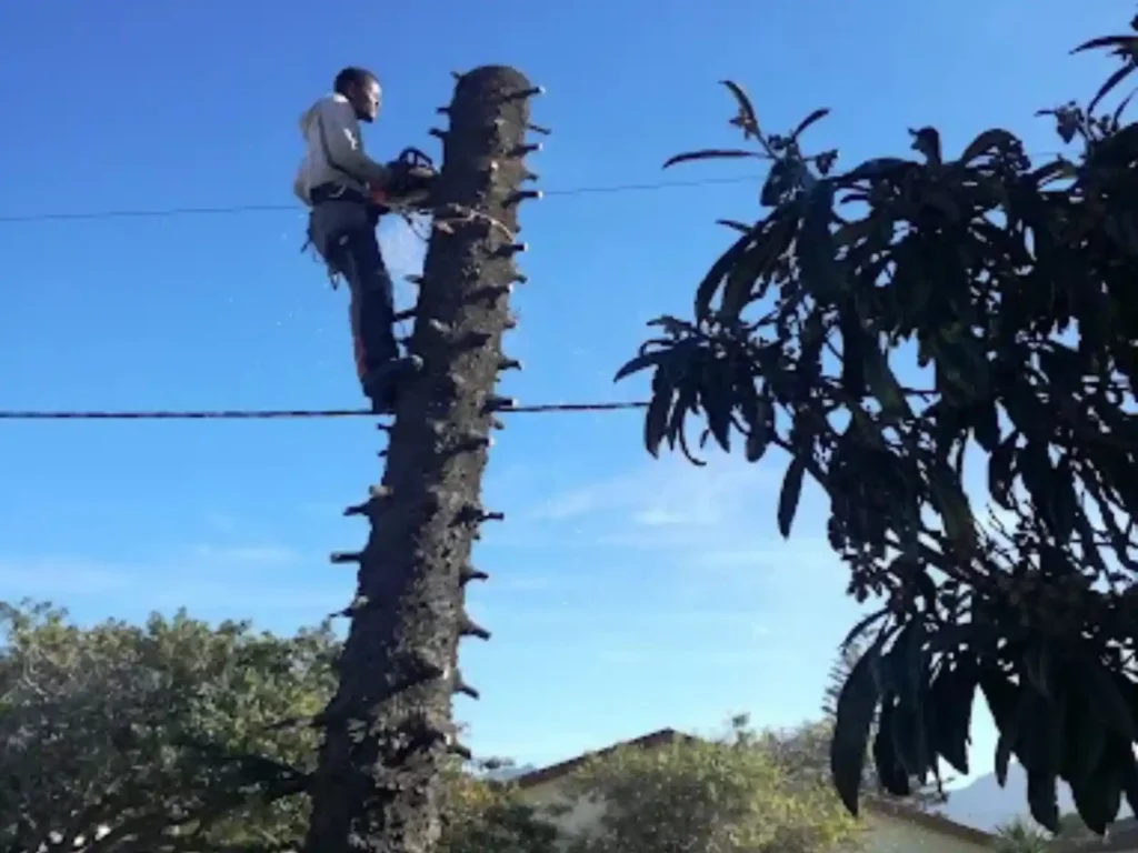 Climber cutting the top section of a Norfolk pine trunk