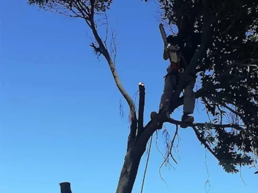 Climber with a chainsaw removing branches high in a tree