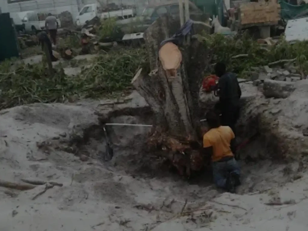 Workers digging around the roots of a stump in sandy ground