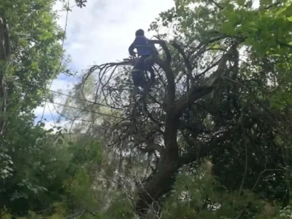 Climber working high in the canopy of a large tree