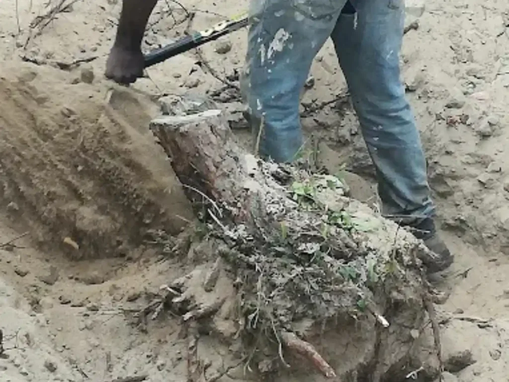 Worker beside a dug-out stump and roots lifted from sandy ground