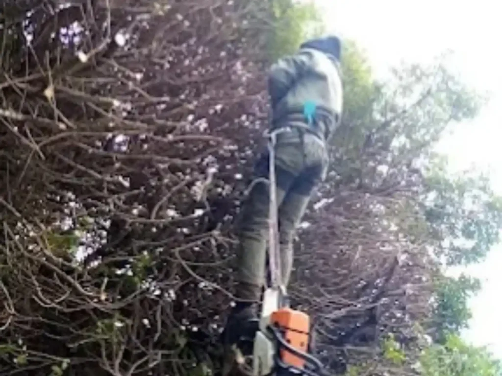 Climber with a chainsaw working on tree branches