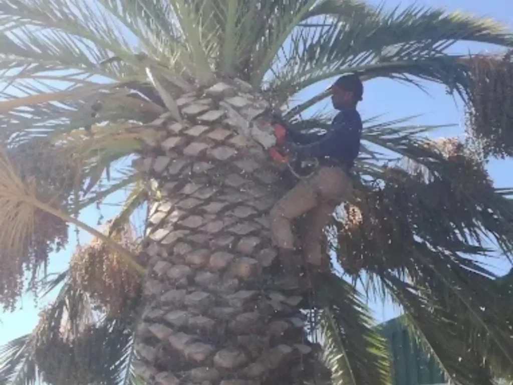 Climber trimming the crown of a large date palm