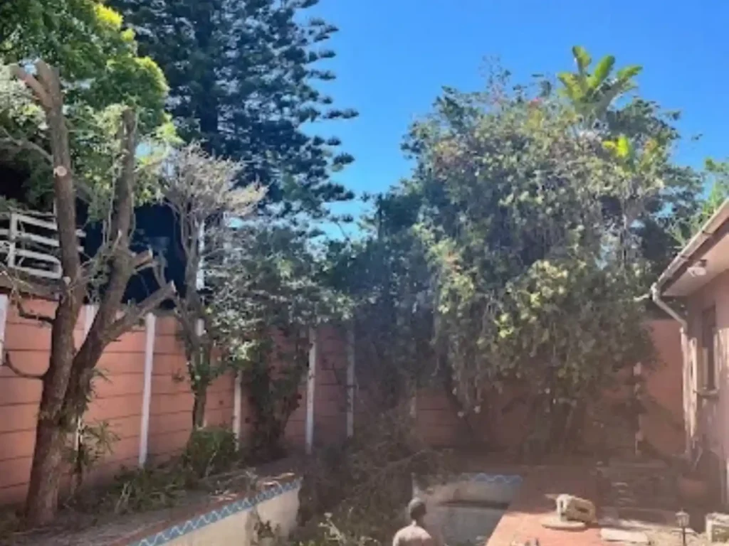 Overgrown garden with trees along a boundary wall before clearing