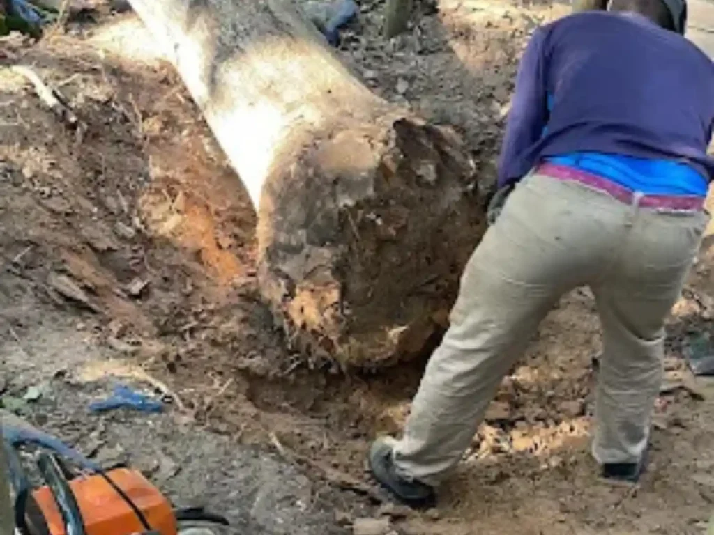 Worker levering a dug-out tree stump out of the ground