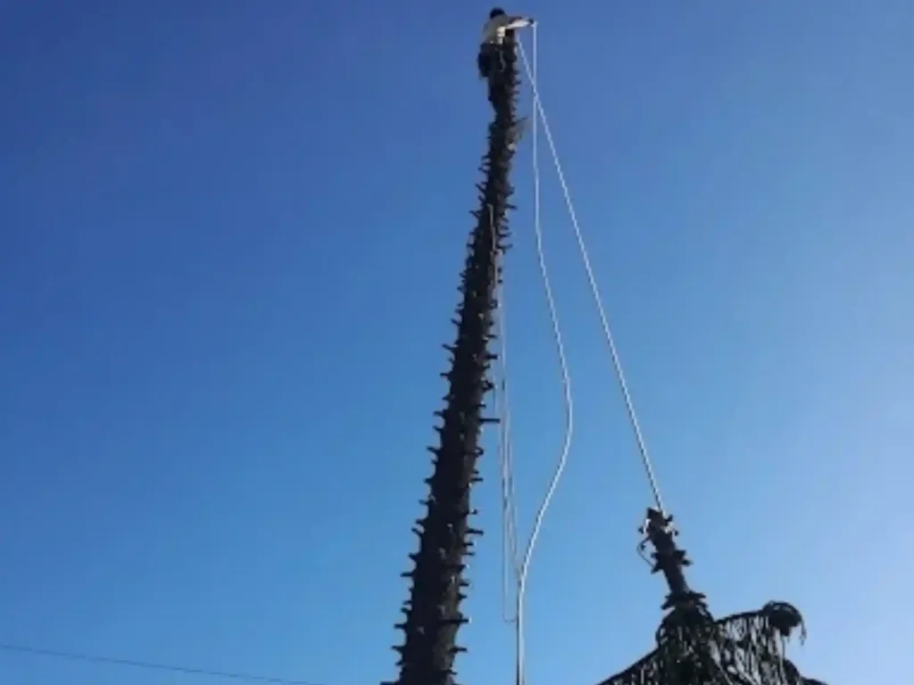 Climber at the top of a stripped Norfolk pine lowering a section on a rope