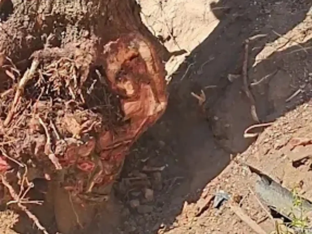 Stump roots exposed in the excavated hole