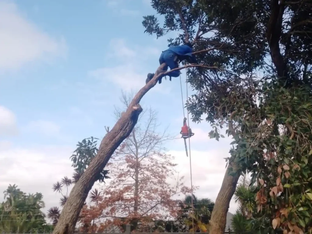 Climber cutting a leaning tree limb, chainsaw lowered on a rope