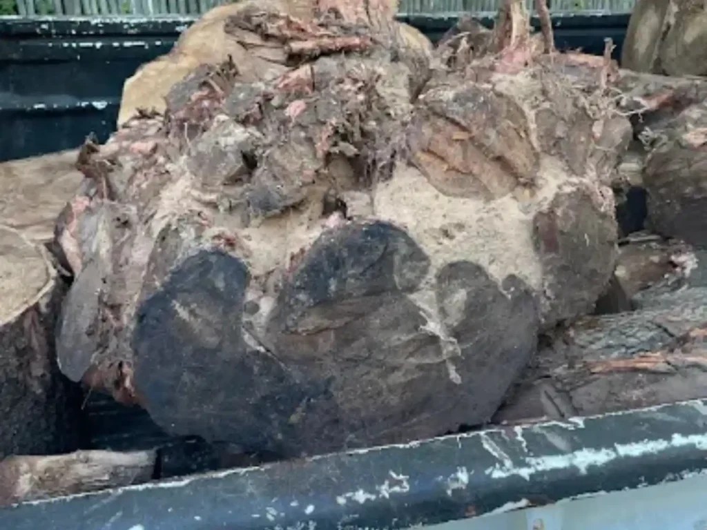 Large dug-out tree stump loaded on a trailer for removal