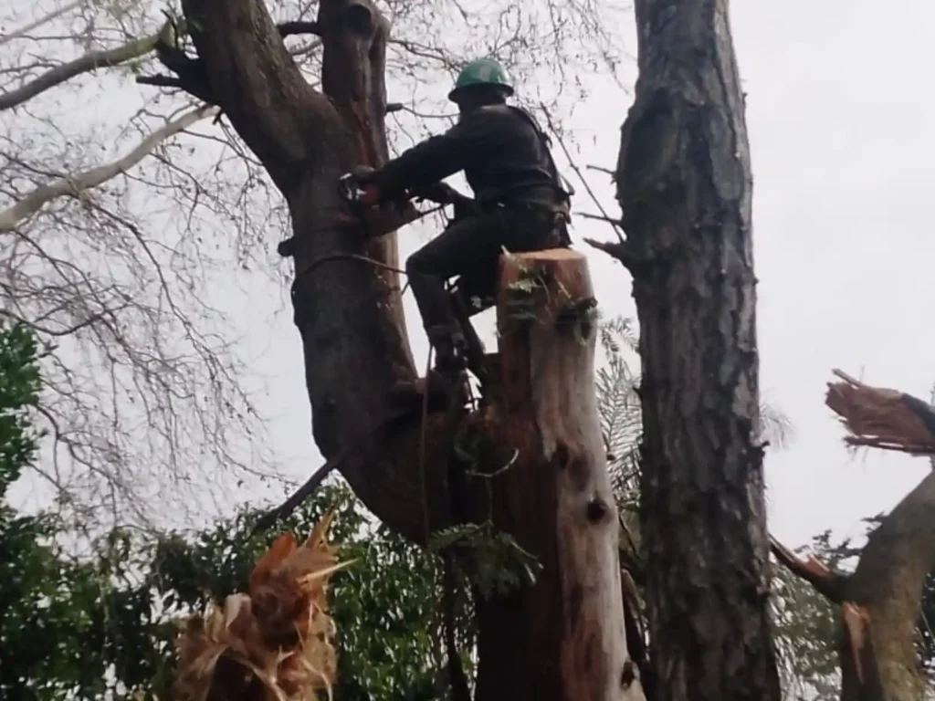 Tree feller in a helmet cutting a large tree trunk with a chainsaw